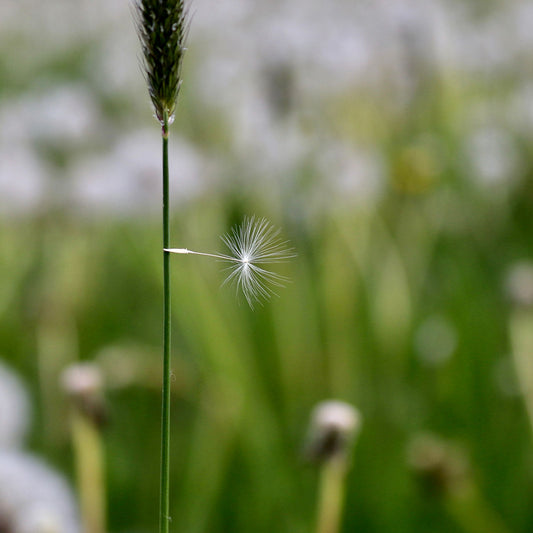 Das rd-pictures Motiv Fallschirm zeigt einen Bestandteil einer Pusteblume, die an einem Grashalm hängen geblieben ist.