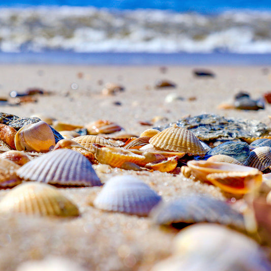 Das rd-pictures Motiv "Muscheln" zeigt Muscheln, die an den Strand auf Sylt gespült wurden. Im Hintergrund ist die Nordsee zu sehen.